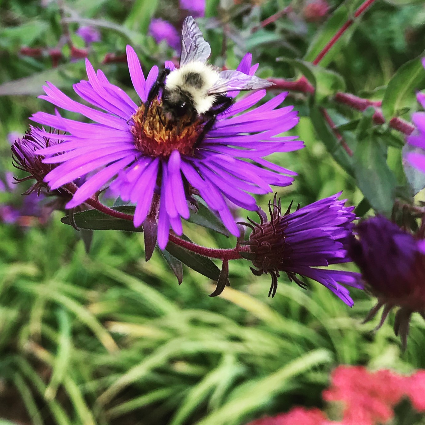 Roman bee